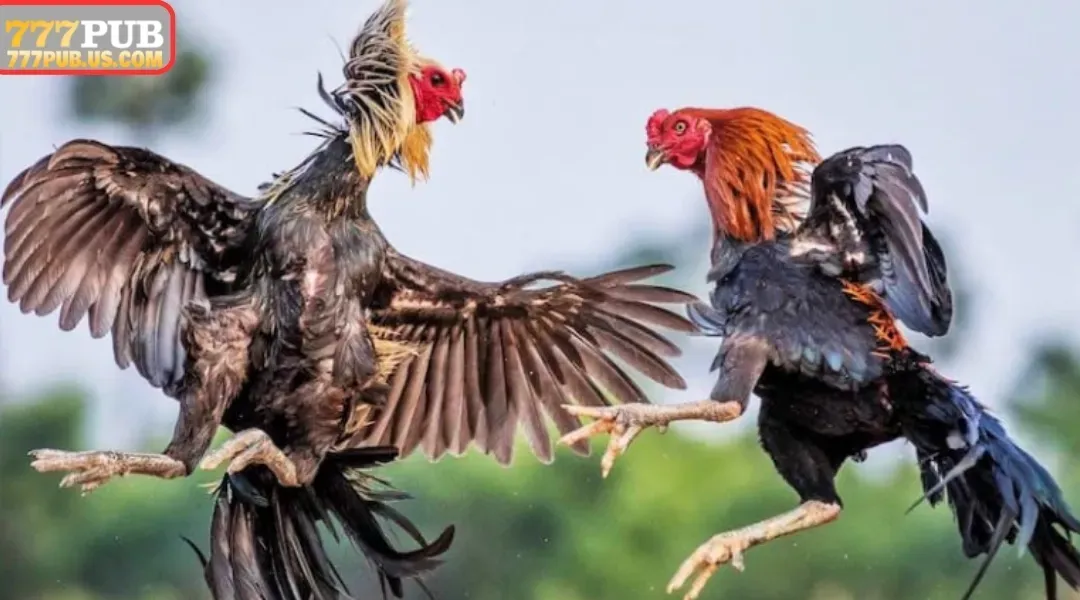 Learn about the 777PUB Sabong game lobby