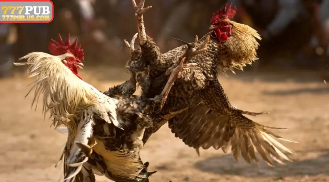 777PUB offers various types of cockfighting