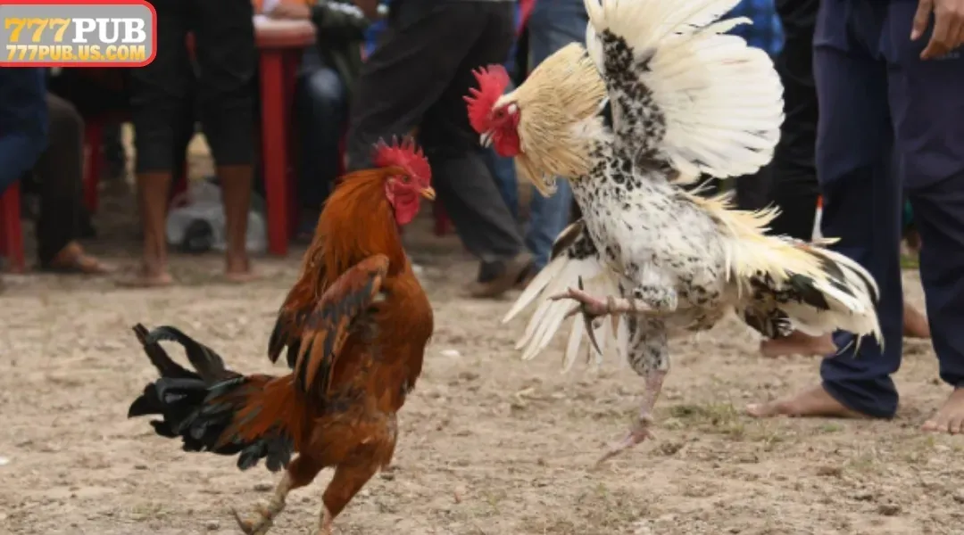 Join Sabong 777PUB in just a few steps